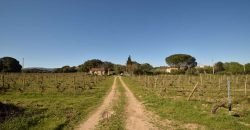 Vineyard And Farmstead For Sale In Sardinia