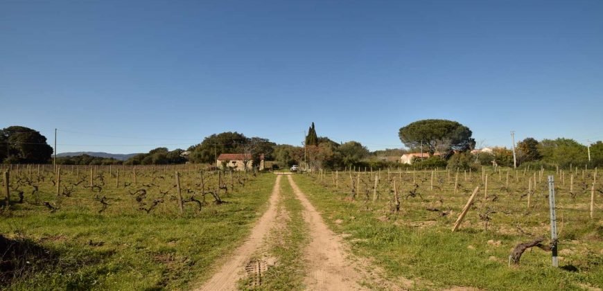 Vineyard And Farmstead For Sale In Sardinia