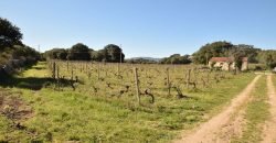 Vineyard And Farmstead For Sale In Sardinia