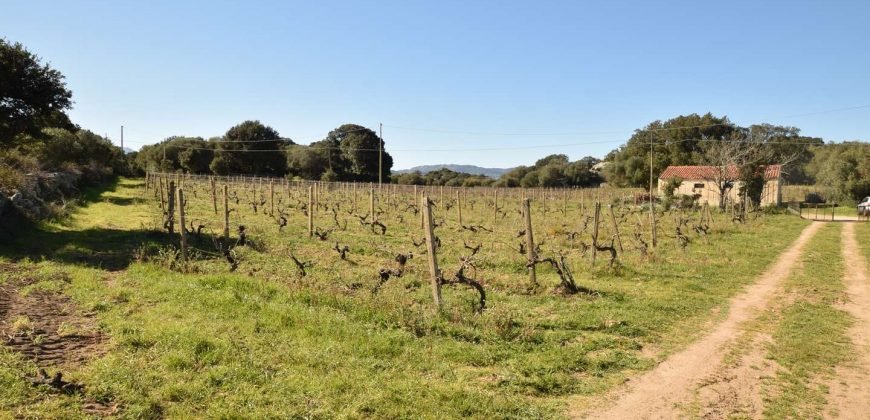 Vineyard And Farmstead For Sale In Sardinia