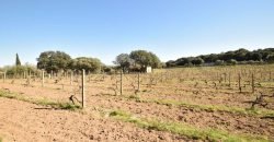 Vineyard And Farmstead For Sale In Sardinia