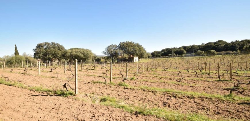 Vineyard And Farmstead For Sale In Sardinia