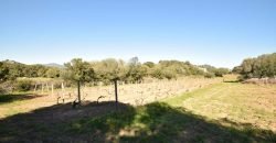 Vineyard And Farmstead For Sale In Sardinia