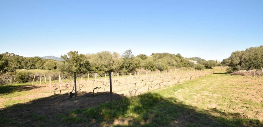 Vineyard And Farmstead For Sale In Sardinia