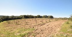 Vineyard And Farmstead For Sale In Sardinia