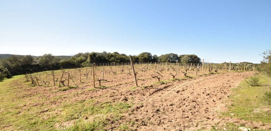 Vineyard And Farmstead For Sale In Sardinia