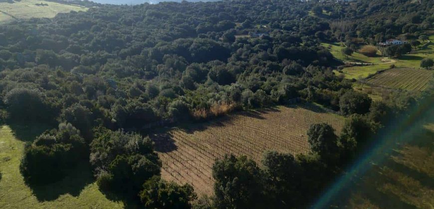 Vineyard And Farmstead For Sale In Sardinia. ref Lu Mocu