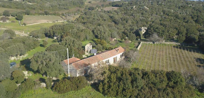 Vineyard And Farmstead For Sale In Sardinia. ref Lu Mocu