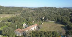 Vineyard And Farmstead For Sale In Sardinia. ref Lu Mocu