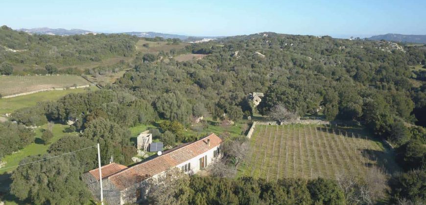 Vineyard And Farmstead For Sale In Sardinia. ref Lu Mocu