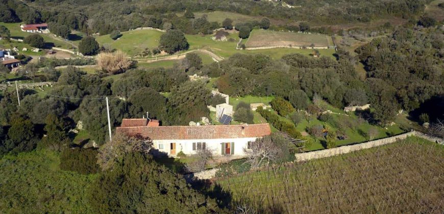 Vineyard And Farmstead For Sale In Sardinia. ref Lu Mocu