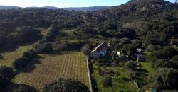 Vineyard And Farmstead For Sale In Sardinia. ref Lu Mocu