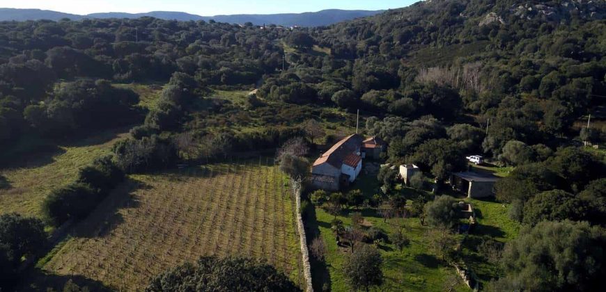 Vineyard And Farmstead For Sale In Sardinia. ref Lu Mocu