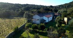 Vineyard And Farmstead For Sale In Sardinia. ref Lu Mocu