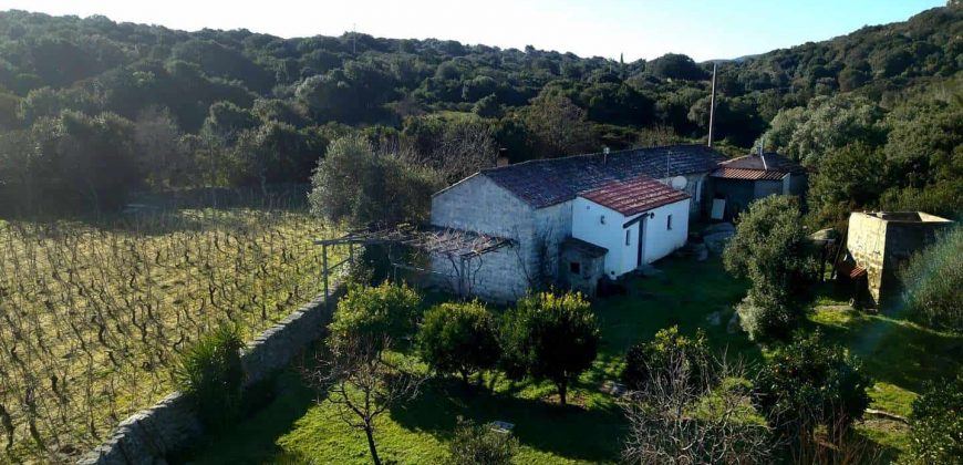 Vineyard And Farmstead For Sale In Sardinia. ref Lu Mocu