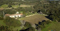 Vineyard And Farmstead For Sale In Sardinia. ref Lu Mocu