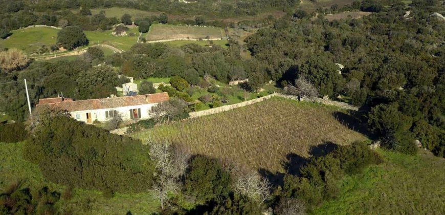 Vineyard And Farmstead For Sale In Sardinia. ref Lu Mocu