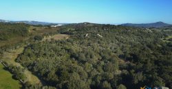 Vineyard And Farmstead For Sale In Sardinia. ref Lu Mocu