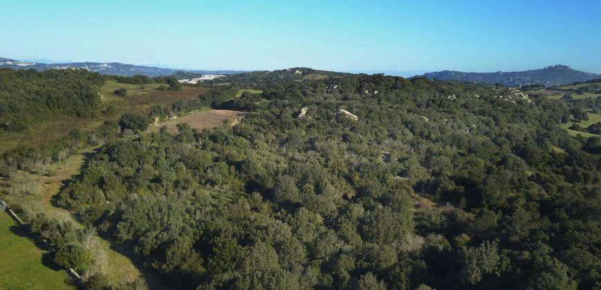 Vineyard And Farmstead For Sale In Sardinia. ref Lu Mocu