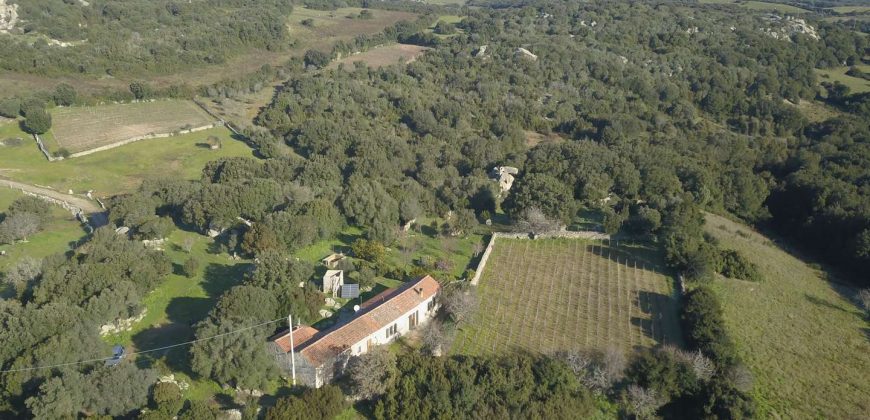 Vineyard And Farmstead For Sale In Sardinia. ref Lu Mocu