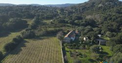 Vineyard And Farmstead For Sale In Sardinia. ref Lu Mocu