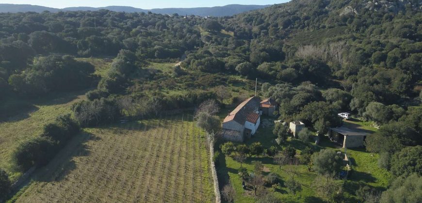 Vineyard And Farmstead For Sale In Sardinia. ref Lu Mocu