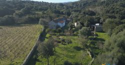 Vineyard And Farmstead For Sale In Sardinia. ref Lu Mocu