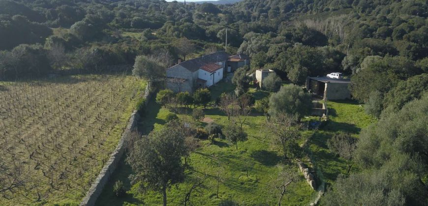 Vineyard And Farmstead For Sale In Sardinia. ref Lu Mocu