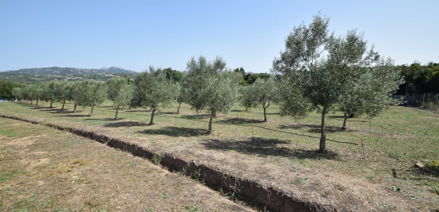 Country House For Sale Arzachena Italy Ref. Bonini