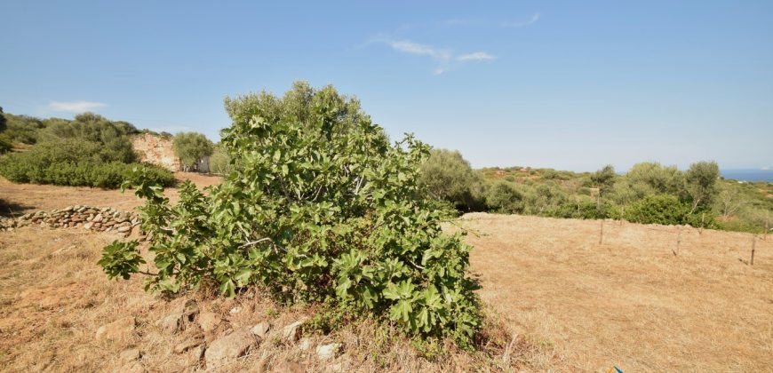 Panoramic View Farmhouse For Sale Olbia Sardinia ref.Muriscu 1