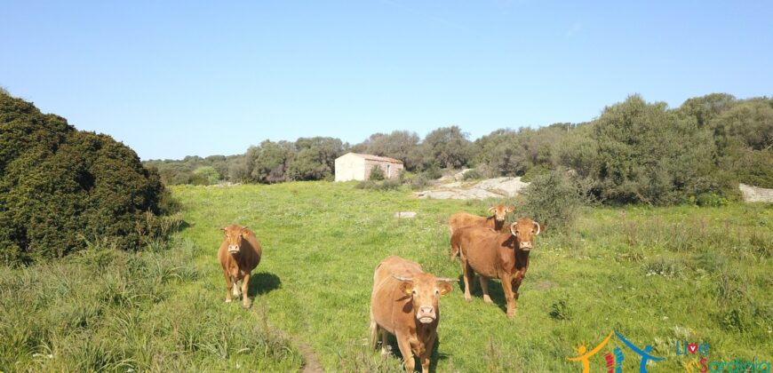 Enchanting Stazzu For Sale Arzachena ref.Li Lolghi