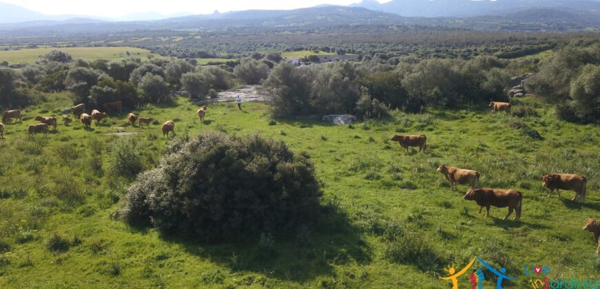 Enchanting Stazzu For Sale Arzachena ref.Li Lolghi