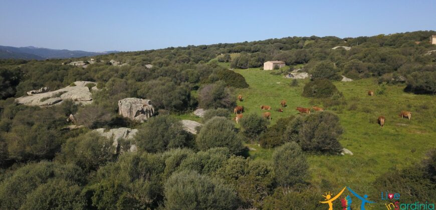 Enchanting Stazzu For Sale Arzachena ref.Li Lolghi