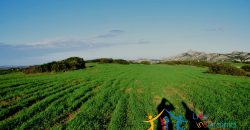 12 Ha Buildable Land For Sale Sardinia ref. Liccia Barria