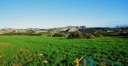 12 Ha Buildable Land For Sale Sardinia ref. Liccia Barria