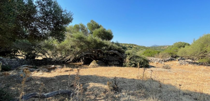 Wonderful Stazzu For Sale In Gallura ref.Cacabrocciu