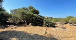 Wonderful Stazzu For Sale In Gallura ref.Cacabrocciu