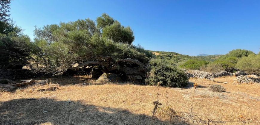 Wonderful Stazzu For Sale In Gallura ref.Cacabrocciu