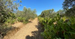 Wonderful Stazzu For Sale In Gallura ref.Cacabrocciu