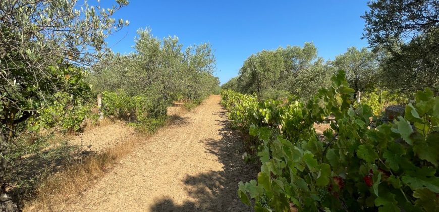 Wonderful Stazzu For Sale In Gallura ref.Cacabrocciu