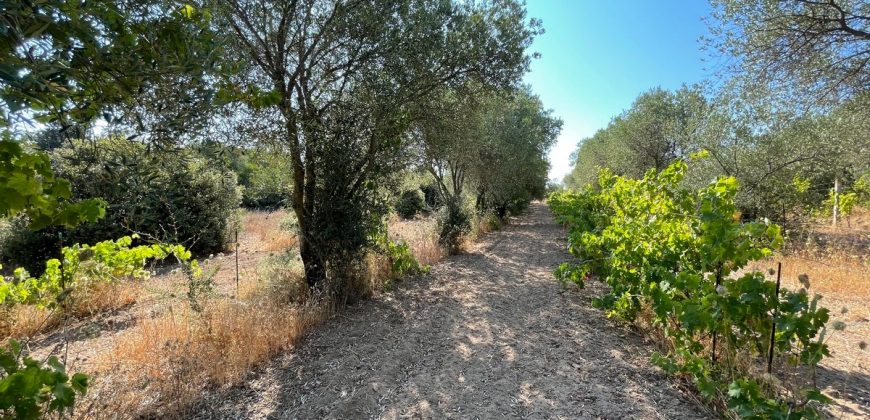 Wonderful Stazzu For Sale In Gallura ref.Cacabrocciu