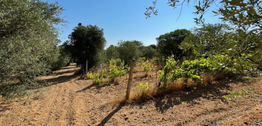 Wonderful Stazzu For Sale In Gallura ref.Cacabrocciu