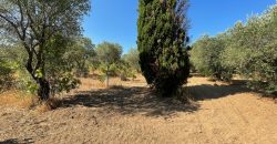 Wonderful Stazzu For Sale In Gallura ref.Cacabrocciu