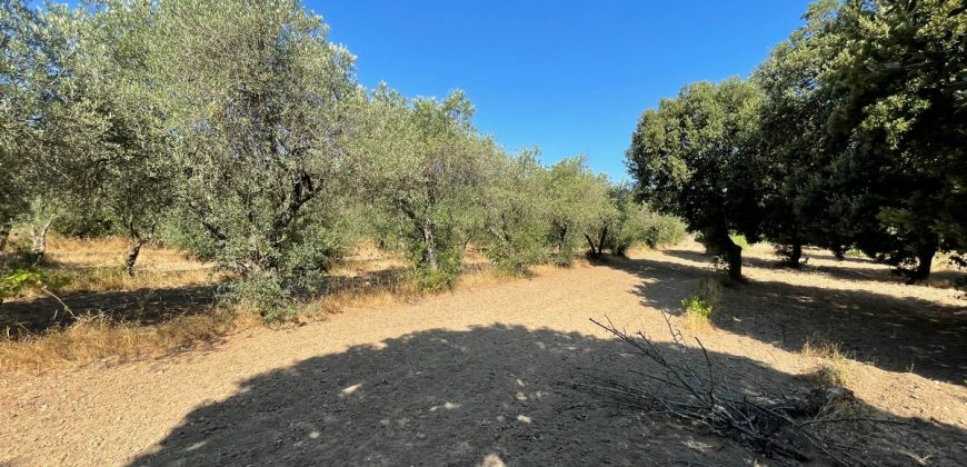 Wonderful Stazzu For Sale In Gallura ref.Cacabrocciu