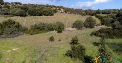 Farmhouse For Sale Olbia Ref. Murichintu