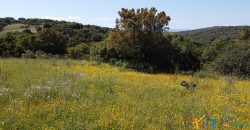 Farmhouse For Sale Olbia ref Micaloni