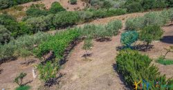 Country Home For Sale Loiri Porto San Paolo Sardinia Ref Granatoggju