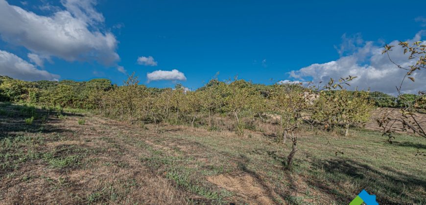 Stazzu For Sale In Gallura ref Rapicchia