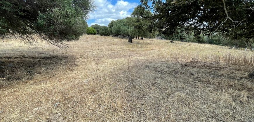 Land For Sale Olbia Sardinia ref AratMann