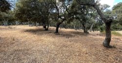 Land For Sale Olbia Sardinia ref AratMann